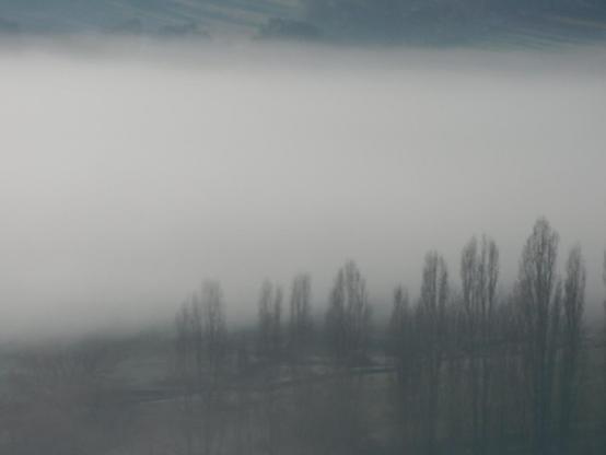 Fog following the talweg - bare poplars, with a hint of the hillside behind