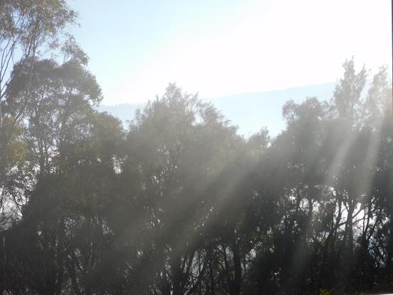 Shafts of sunlight breaking through the fog in the garden