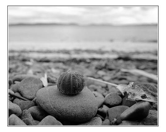 A tiny sea urchin shell, maybe 25mm/1" diameter, on a small, flat stone on the seashore (placed there by someone else).  It's spines are mostly gone from wave action, a few remnants still partially attached.  Radial patterns curve around it vertically, alternating in thin bands.  Blurry coast behind in this black and white image.  Taken with ACROS black and white film simulation, re-applied in DarkTable.