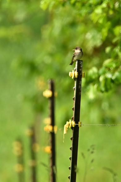 a small fuzzy bird perched on a fence post. The torso is white, the head and wings are darker, and there are 2 wing bars