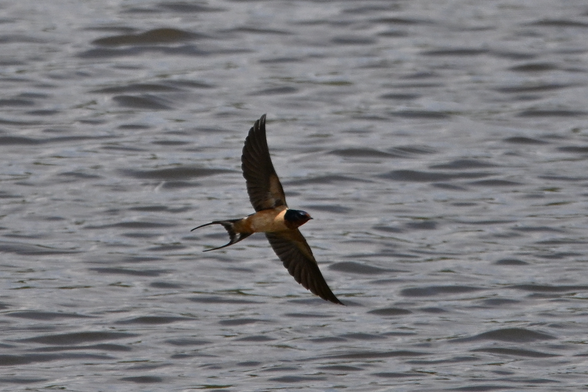 a dark headed swallow with a light torso almost skims the surface of Piney Reservoir. Hard to catch these guys in flight, but much easier with a mirrorless setup than it was before...