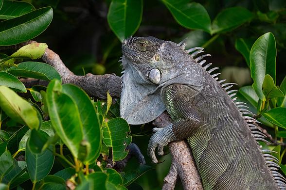 Male iguana on a tree
