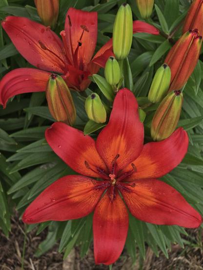 Red lily flowers blooming