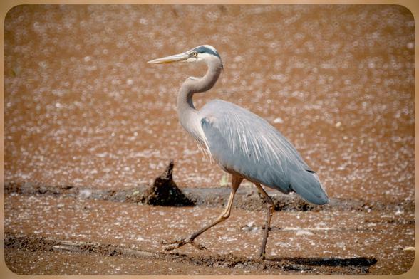 A heron walking in some mud.
