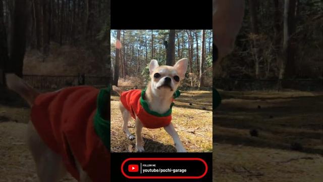 スムースコートチワワ 5匹のスムチ@ドギーパークドッグランにて #Shorts #dog