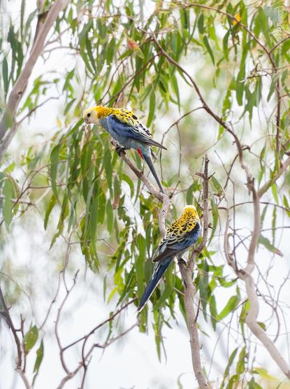 Two pale-headed rosellas in a eucalypt. They have blue bellies and wings, white or pale-yellow heads, and mottled black and yellow backs. There's a flash of red near the vent.