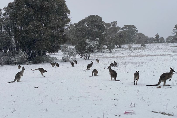 article picture of Kangaroos in the snow at the Two Thumbs Wildlife Sanctuary near Cooma.  (Supplied: Two Thumbs Wildlife Trust)