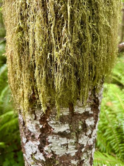 A shaggy long wig of stringy moss hangs thickly around a tree trunk. It especially resembles a wig because it stops at a certain point so the tree bark is bare below it.