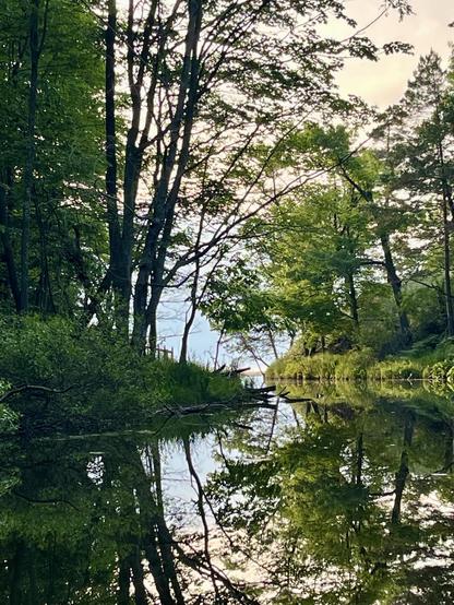 A serene landscape featuring trees along the edge of a calm body of water, with reflections of the greenery and sky visible in the water. The scene conveys a peaceful, natural setting with soft lighting.