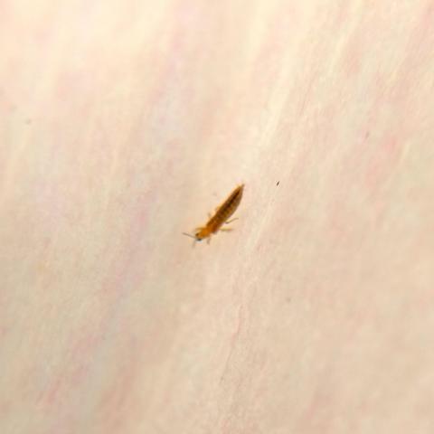 A thrips, a tiny thin yellow insect with a long pointy abdomen, on the delicately pink-streaked surface of a white petal.