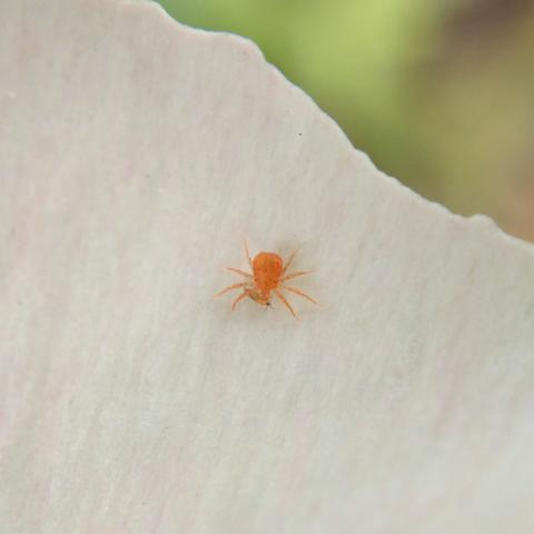 A large squat orange-red mite has caught the thrips and is feeding on it. Blurry greenery is in the background.