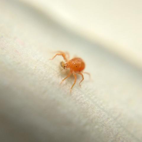 Close-up of mite and thrips. Hilariously, despite the mite being many, many times larger than the thrips, their eyes are about the same size.