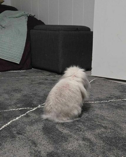 A fuzzy gray lop rabbit sitting with his butt towards the camera