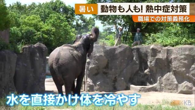 梅雨明けの奄美より暑かった…鹿児島県内初の猛暑日 動物も人も熱中症対策は「義務」です