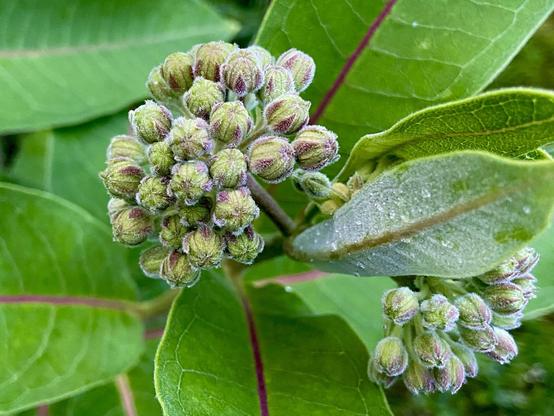 Two clusters of common milkweed buds, one partially hidden by a leaf. Each bud is round and green, with five pink fuzzy sepals.