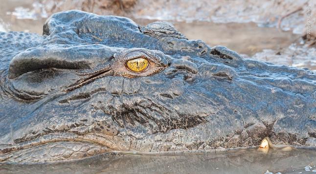 Closeup of a saltwater crocodile resting in the muddy shallows of Ngurrungurrudjba billabong, Kakadu National Park. Its golden-yellow eye stands out against the grey-brown camouflage of its bumpy but superbly streamlined hide. A tooth or two are just visible.