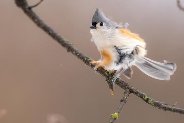 A very floofy tufted titmouse perched on a thin branch.  Looks like the wind was blowing.

Photographer - Zurotography