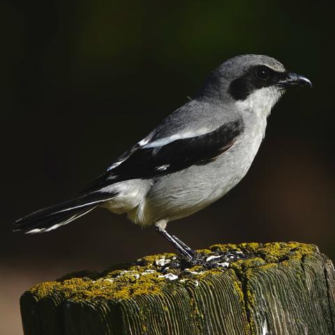 A Loggerhead shrike perches on a moss-covered wooden post, showcasing its profile and grey, black, and white plumage with a distinct black mask around its eyes.
