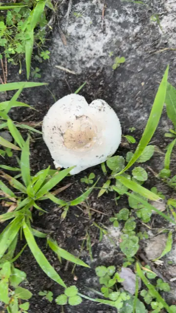 A large false parasol mushroom seen from above. It’s vaguely heart shaped and is white in color.