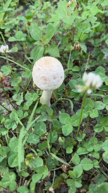 Another small false parasol mushroom surrounded by grass and three leaf clovers.