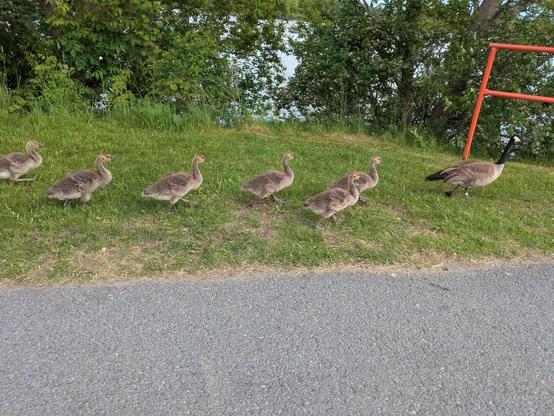 6 goslings follow an adult Goose in the grass, alongside a bike path.