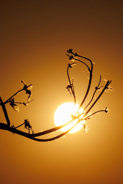 Silhouette of a delicate tree branch with small buds and fluff, glowing in front of a large golden sun during sunset