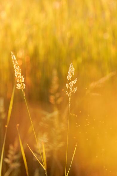 Golden field of tall grass with two stalks in sharp focus, surrounded by soft bokeh and warm evening light