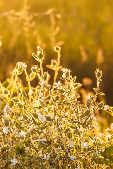 Cluster of small white wildflowers and seed pods glowing with backlight in a sunlit field at dusk