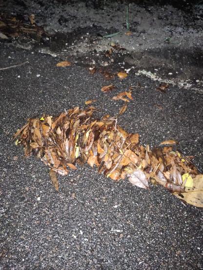 Approximately 10 cm long, an elongate pile of dead brown leaves from live oaks. Picture taken with flash, this leaves are lit up to a point where imbrication is more difficult to see. Flow was from the left to the right and organization of the leaves with higher sides toward the left (upstream). In the foreground is black asphalt.