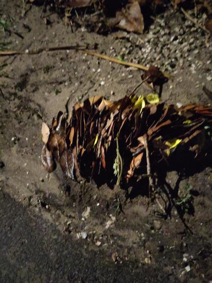Taken without flash, lighting from down the alley shows the imbrication of self-arranged dead leaves. Flow was from left to right and here the leaves are almost vertical. Sand and gravel are in the background and black asphalt is in the foreground.