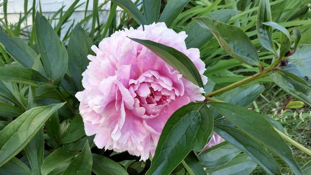 A big pink flower with lots of layers, amidst green leaves. The flower is a peony and has a scent that is both peppery and floral.