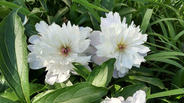 Two white flowers with lots of petals, amidst green leaves. The flowers are peonies, and they have a scent that is floral and heavy -- like jasmine or roses, but different.