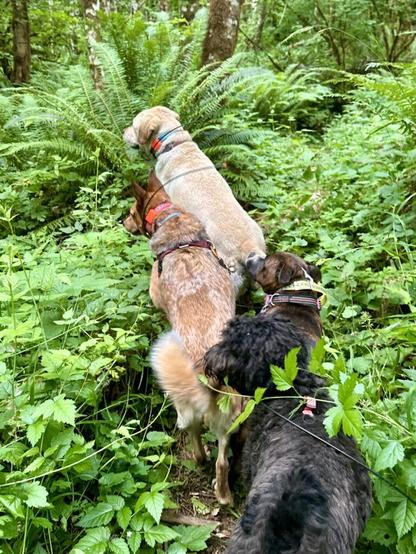 On a narrow footpath through tall vegetation, four dogs close together stop and look off to one side, probably sensing a deer or other creature nearby.
