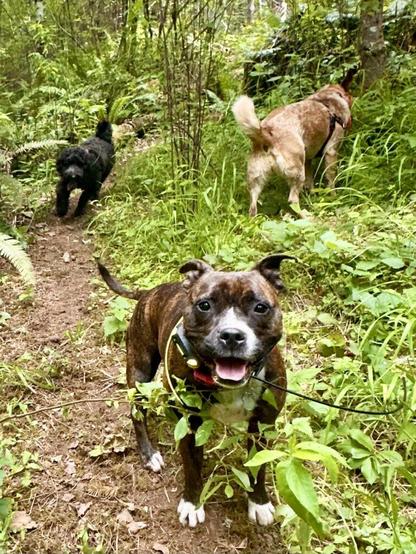 A pit bull smiles for the camera as the group of dogs explores a trail through the woods.