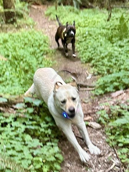 A labrador and a small pit bull race at top speed down a footpath through sprawling greenery.
