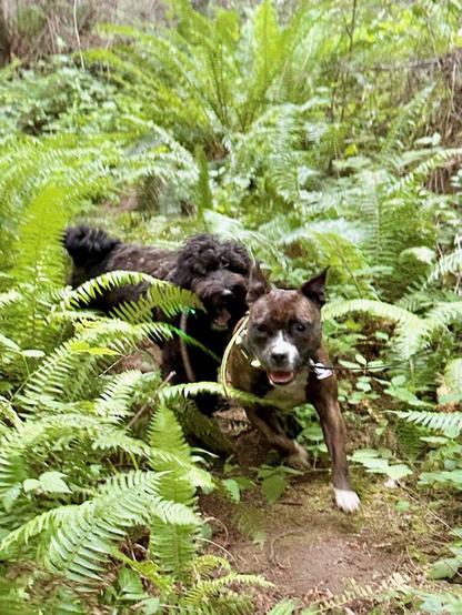 Two small dogs race side by side through the ferns.