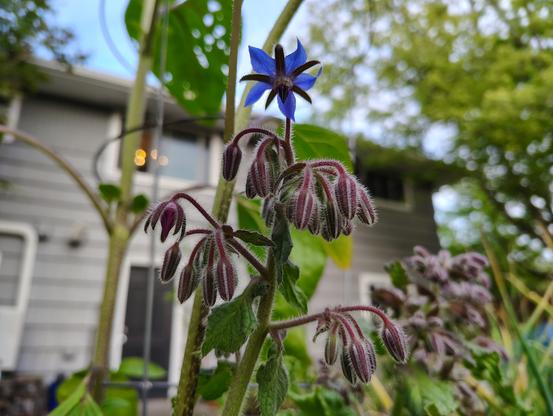 A single purple borage flower opened from a cluster of purple fuzzy flowerbuds. In the background: a green sunflower stem, the back of my house.