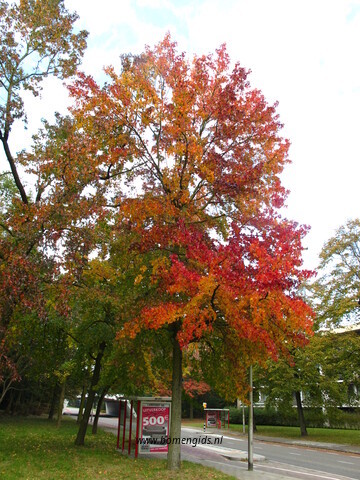 Photo of treespecies Liquidambar styraciflua : Category is herfst-autumn-herbst-automne-otono