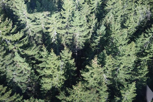 A dense mature pine forest seen from above, almost vertically down, in bright sunlight. The viewpoint is probably no more than double the height of the trees, which are reaching up from bases that are hidden in dense foliage.  Large cluster of pinecones can be seen at the apex of some trees.