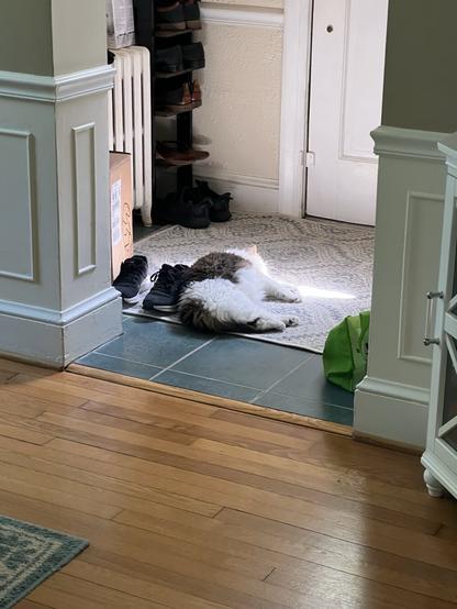 A fluffy cat is lying on a rug near a doorway, partially stretched out and resting on a pair of shoes. In the background, there is a shoe rack and a door leading outside. The setting features wooden flooring and bright natural light illuminating the area