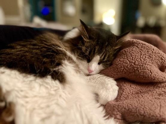 A sleeping cat is curled up on a cozy pink blanket, with its head resting on its paws. The cat has a brown and white fur pattern and appears relaxed in a softly lit environment.