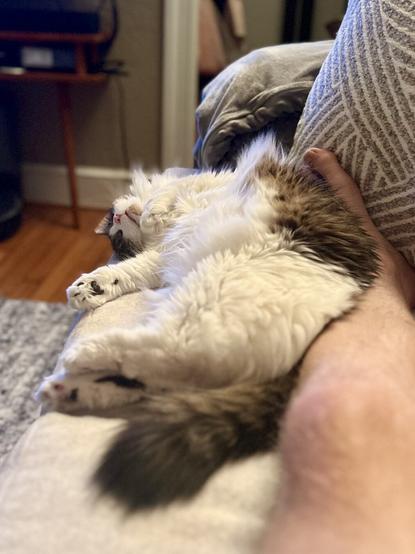 A fluffy cat is lying on a couch, sleeping comfortably with its belly exposed. A human foot is resting nearby on the couch. The background features a cozy living room with soft lighting.