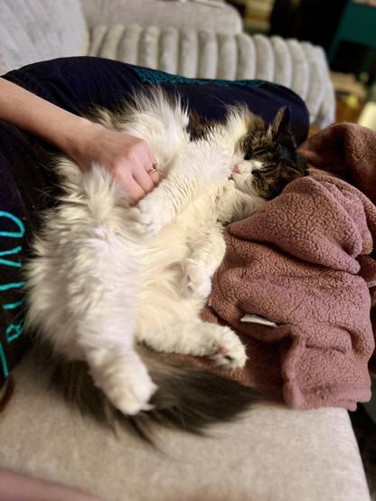 A fluffy cat is sprawled out on a person's lap, being gently petted. The cat has a mix of white and dark fur and appears relaxed. A soft, purple blanket is nearby, and the background shows a cozy living space.