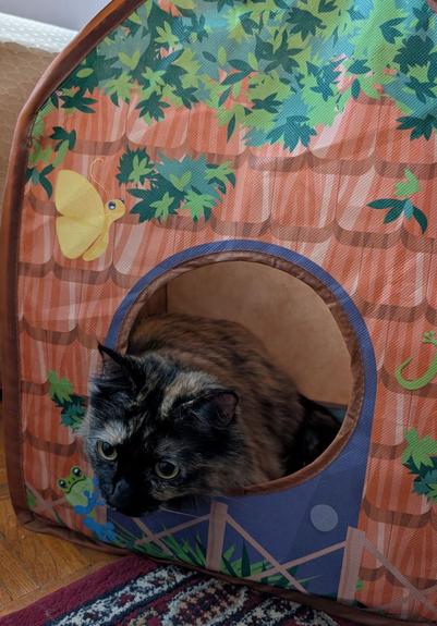 Photo of a tortoiseshell cat leaning out of a small tent looking depressed