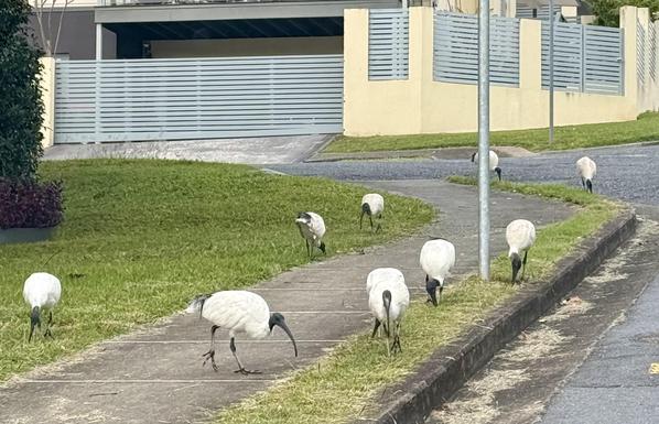 A flock of 9 or 10 ibis foraging around a suburban footpath