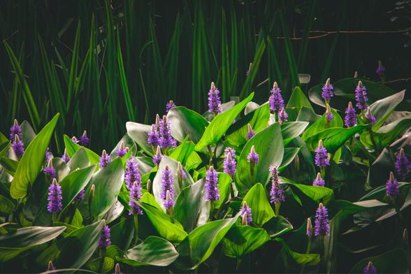 Cluster of pickerelweed plants with broad green leaves and vibrant purple flower spikes, illuminated by soft natural light against a shadowy backdrop of tall reeds.