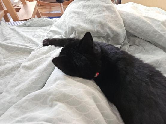 Alea the Black Cat flung over my left leg and sleeping. She woke up just enough to make sure my leg stays put.