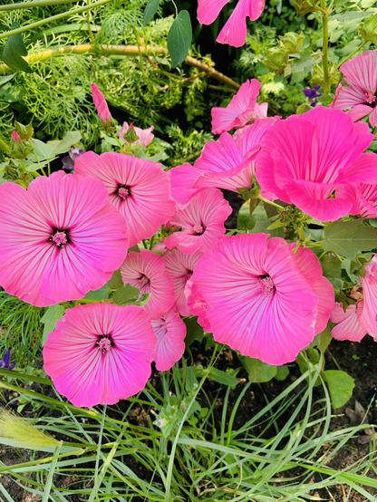 Rosafarbene Petunien.🌸