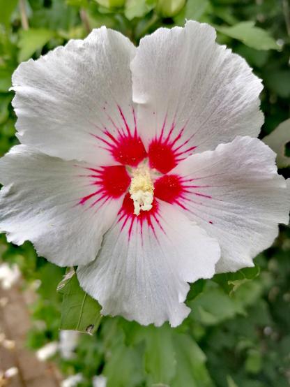 Nahaufnahme einer weißen Hibiskusblüte mit rotem und strahlenförmigen Zentrum. Im Hintergrund das grüne Blattwerk.