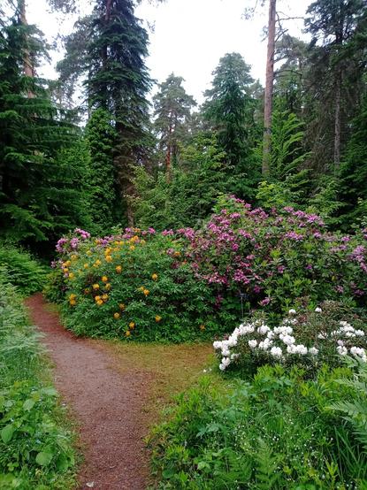 Polku haarautuu alppiruusukasvuston ympäri molempiin suuntiin. Kasvustossa vasemmalla keltaisia ja oikealla ja keltaisen takana violettiin taittuvia vaaleanpunaisia.
Etualalla polun oikealla puolella matala valkokukkainen alppiruusu.
Taustalla erilaisia havupuita. Kuusia, mäntyjä ja tuijia.